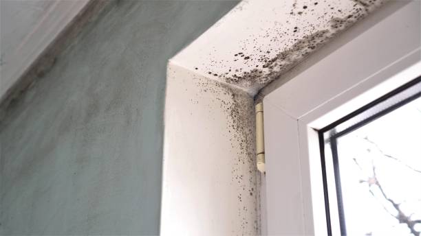 Best Mold Testing and Inspection Services in Oak View, CA