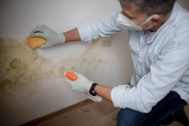 Best Attic Mold Remediation in Oak View, CA