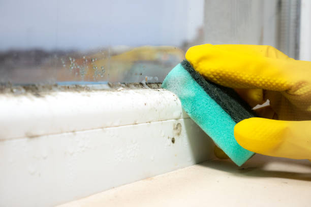 Best Residential Mold Remediation in Oak View, CA