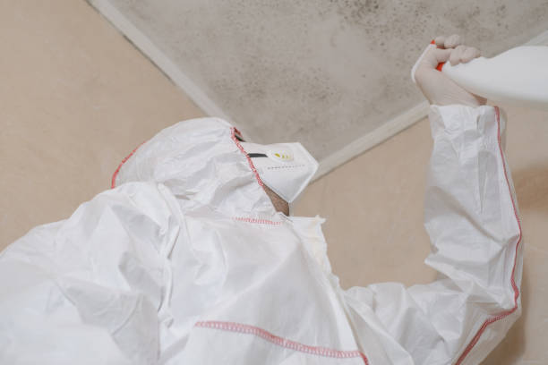 Best Kitchen Mold Remediation in Oak View, CA