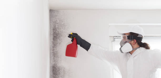 Best Basement Mold Remediation in Oak View, CA