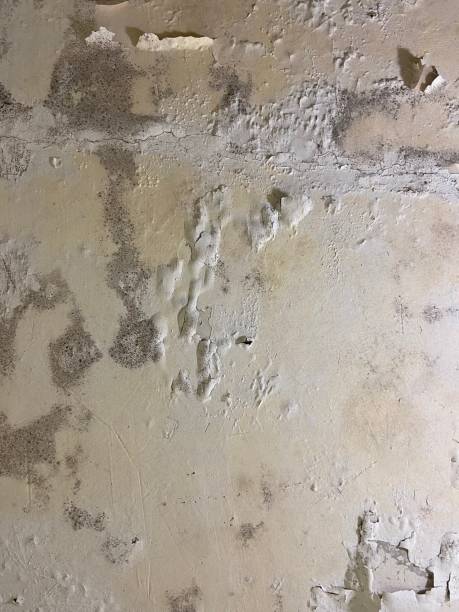 Best Black Mold Remediation in Oak View, CA