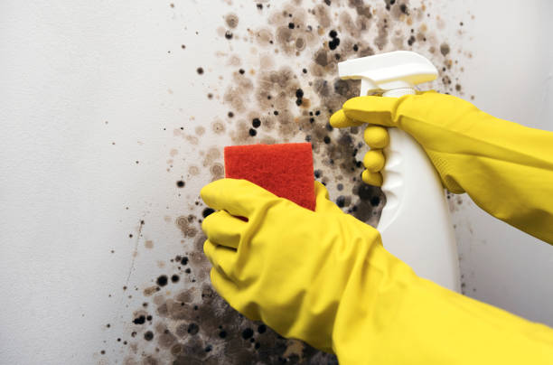 Best Mold Remediation for Specific Building Types in Oak View, CA