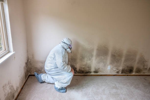 Best Localized Mold Remediation (e.g., coastal areas, humid climates) in Oak View, CA